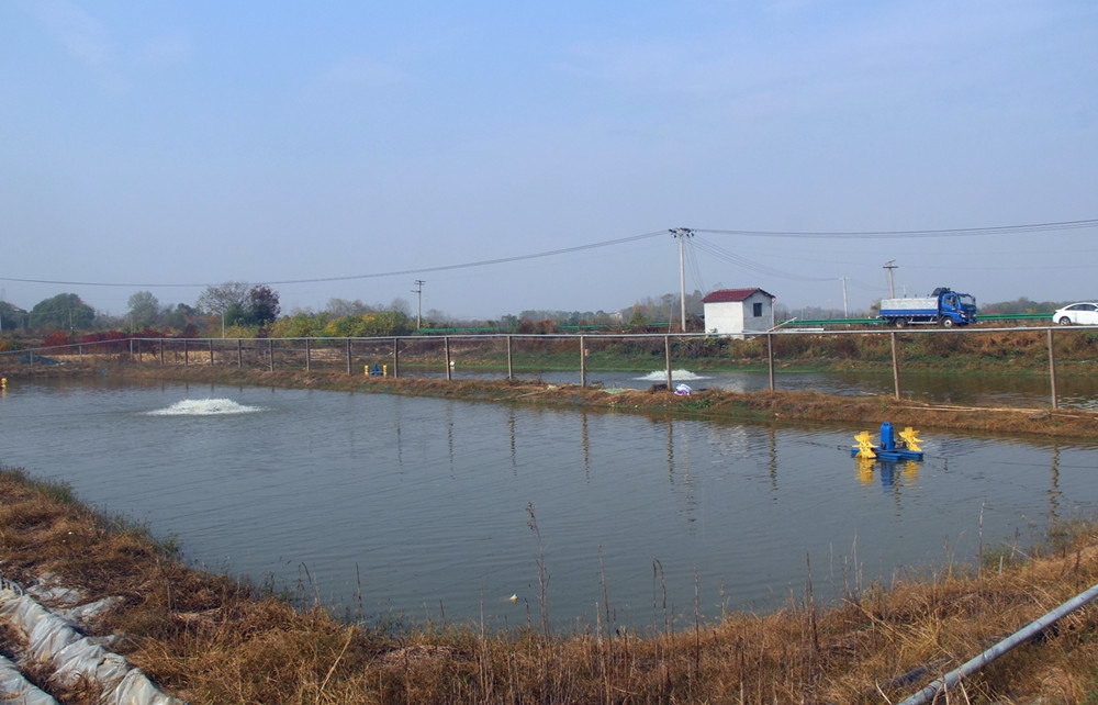 鱖魚、鱸魚養(yǎng)殖基地 一瞥.JPG