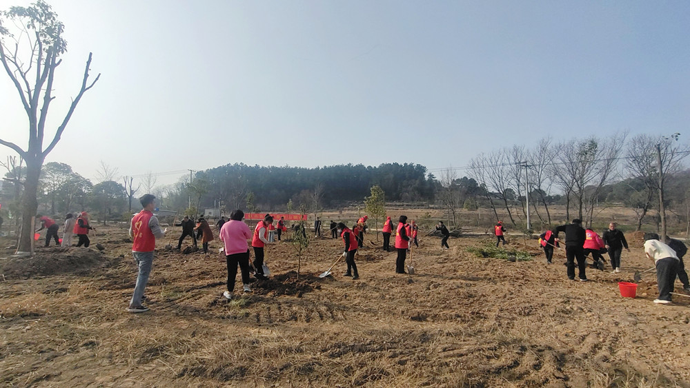 圖為植樹現(xiàn)場。.jpg