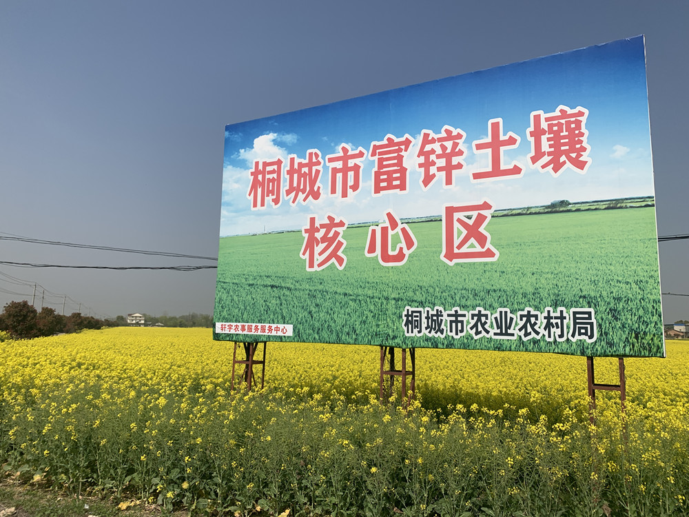 農業農村部油菜科技小分隊來桐調研指導油菜生產4.jpg