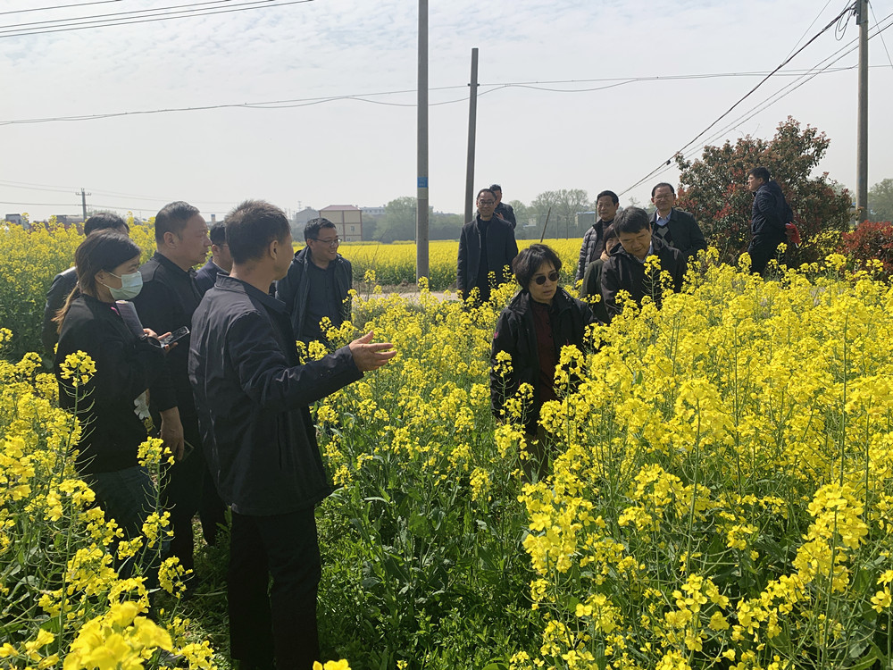 農業農村部油菜科技小分隊來桐調研指導油菜生產1.jpg