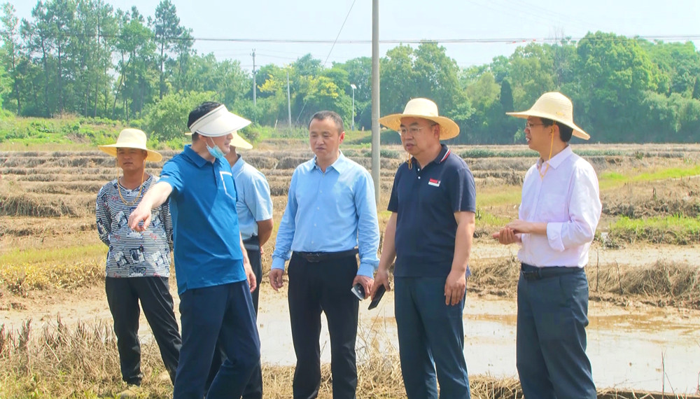 圖為安徽省農(nóng)業(yè)農(nóng)村廳科教處處長、一級調(diào)研員韓偉明和當(dāng)?shù)剞r(nóng)業(yè)部門在桐城市金神鎮(zhèn)小麥?zhǔn)苎吞飰K查災(zāi)核災(zāi)，指導(dǎo)抗災(zāi).jpg