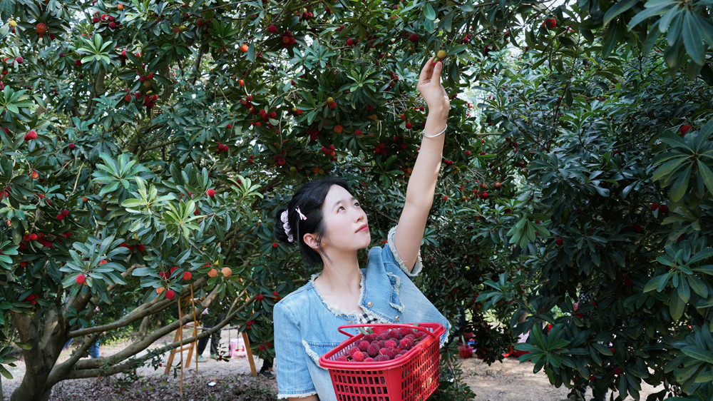 圖為游人正在采摘楊梅。.jpg