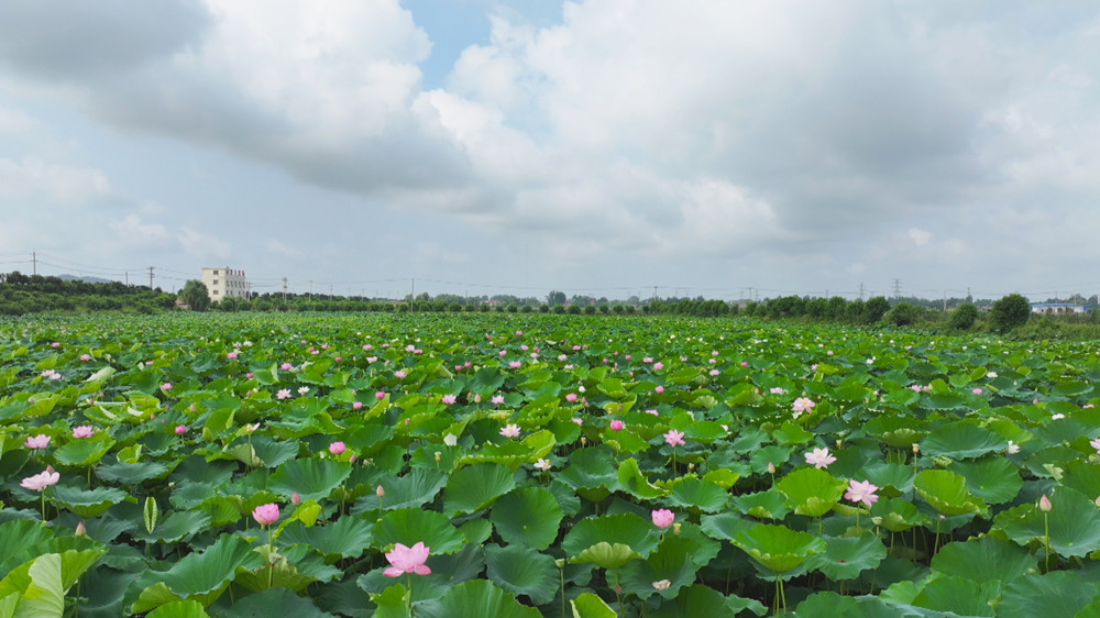 圖為航拍下的雙港鎮(zhèn)登宇家庭農(nóng)場里的400畝荷花塘.jpg