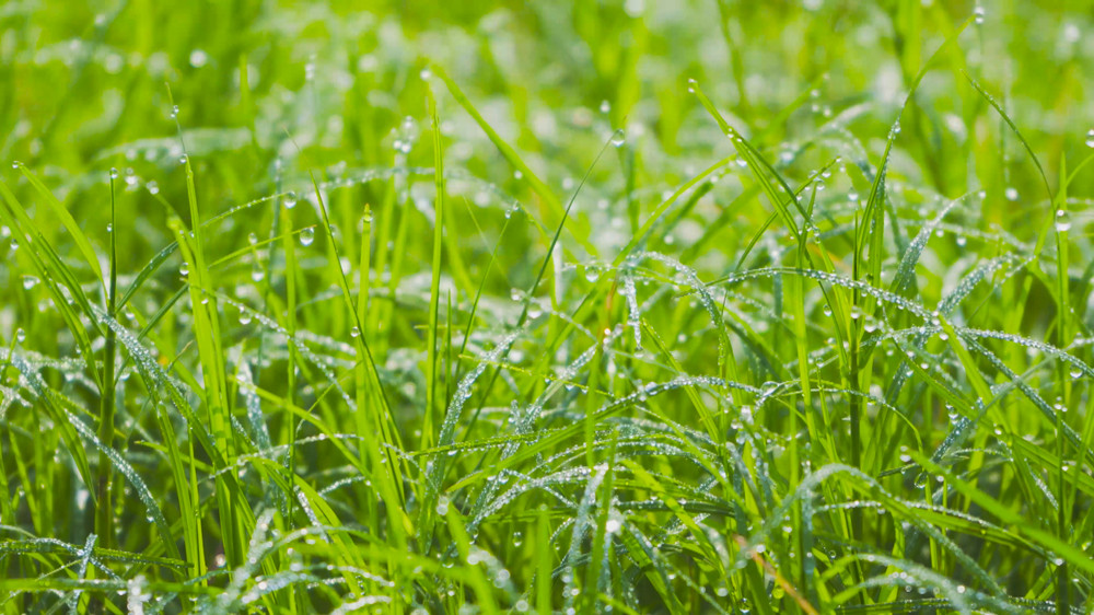 白露時節(jié)，露珠布滿青青小草。.jpg