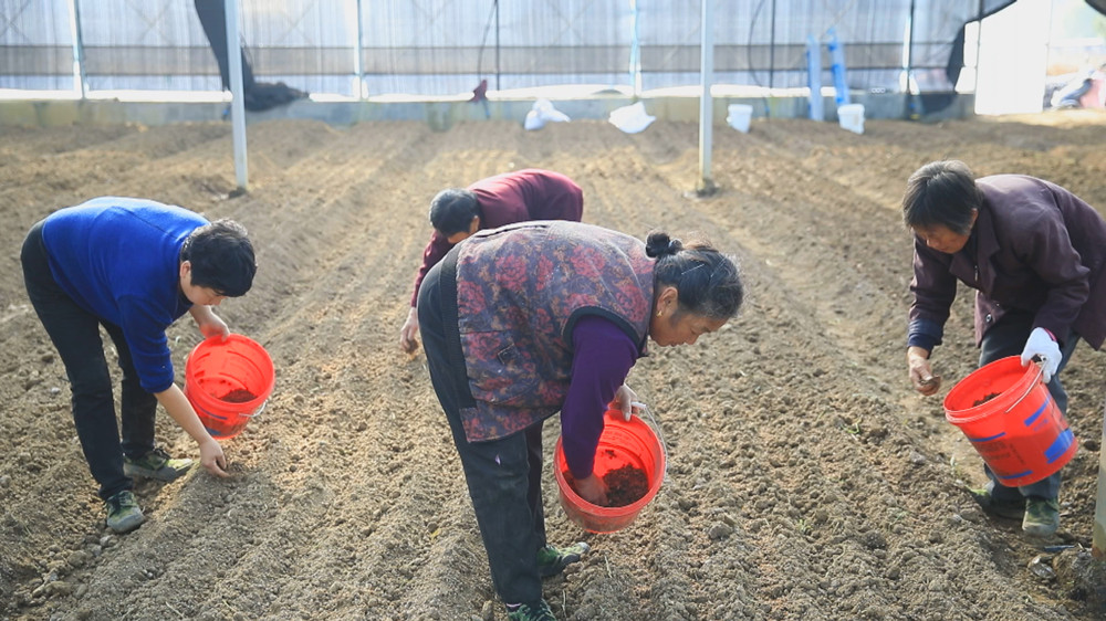 圖為村民們正在大棚內種植羊肚菌1.jpg