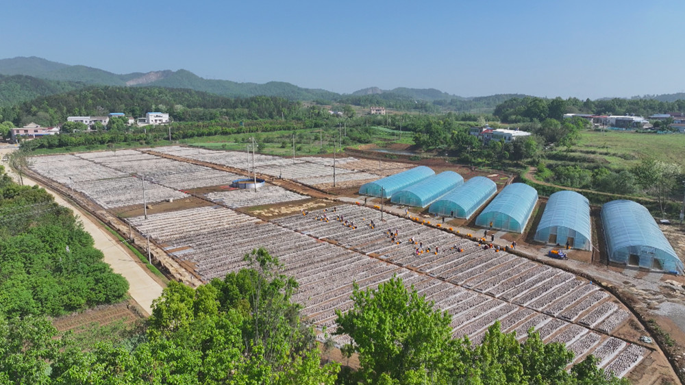 圖為位于呂亭鎮雙龍村的黑木耳種植基地1.jpg