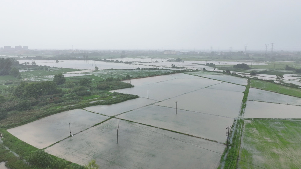 圖為受短時強降雨影響，雙港鎮部分農田被淹。.jpg