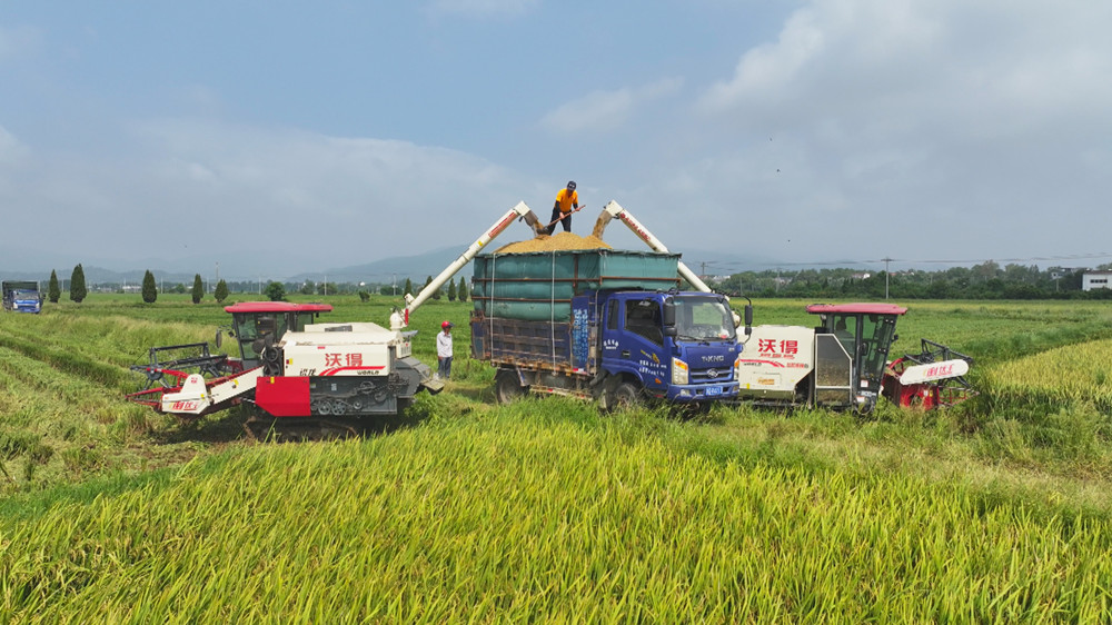 圖為收割機正在向運輸車卸下剛剛收割上來的稻谷.jpg