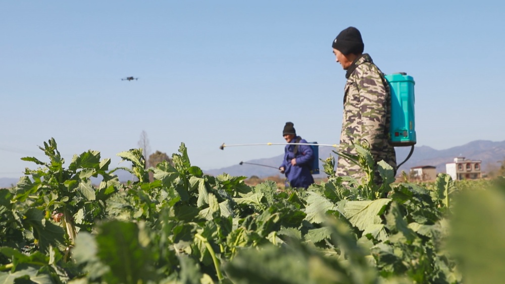 圖為在農技人員的指導下，種植大戶正在組織農戶給在田油菜積極噴施葉面肥抵御寒潮1.jpg