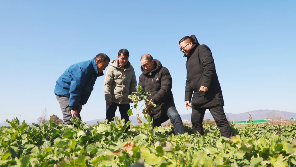 圖為農技人員正在田間地頭指導油菜種植大戶應對此輪寒潮1.jpg