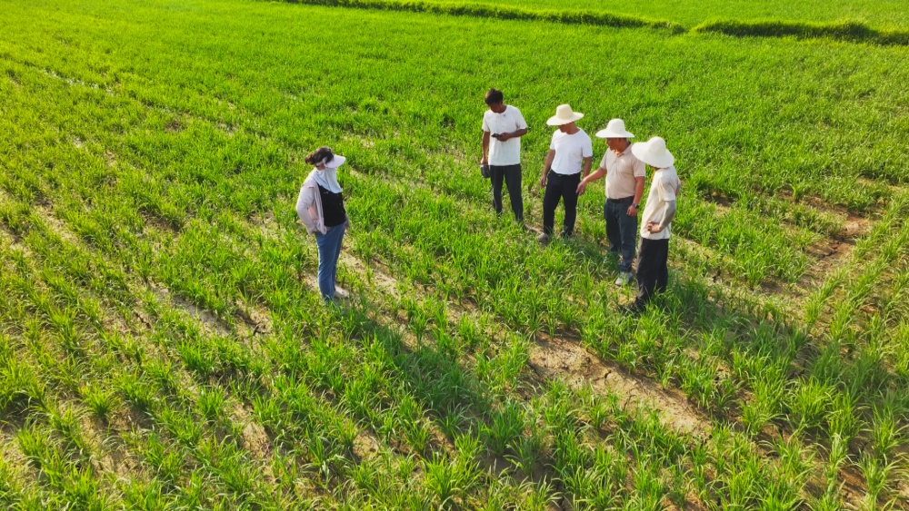 圖為農(nóng)技人員正在田間地頭指導種植戶科學田管應對高溫天氣。.jpg